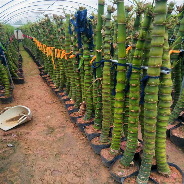 茄子种子催芽方法:掌握要领,提高发芽率