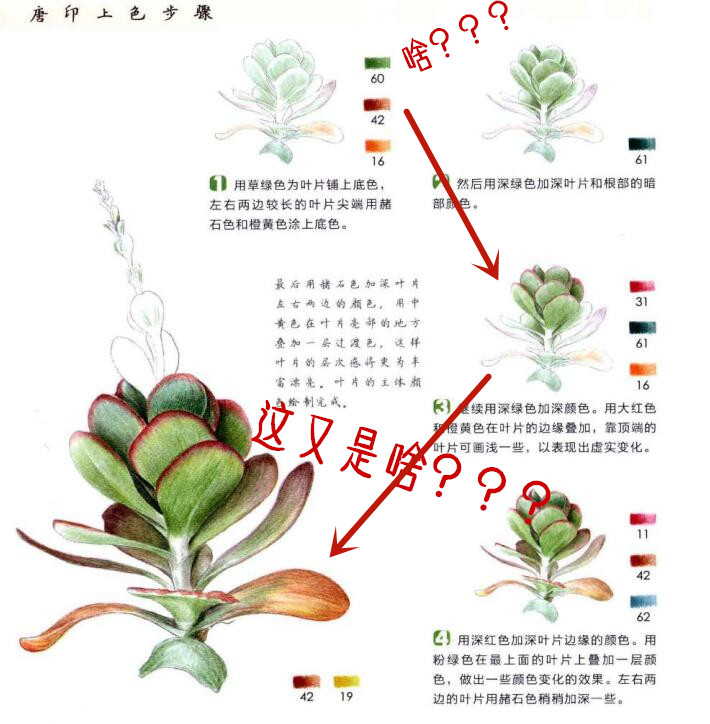 熊掌的养殖方法:揭秘这一珍稀植物的养护秘诀