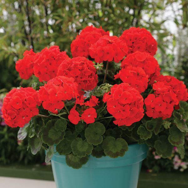 芋头的种植方法与管理