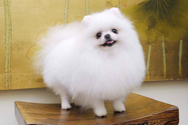 DIY狗狗饰品:为你的毛孩打造独一无二的风格