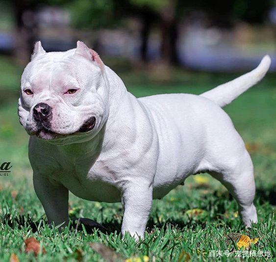 猫咪一只眼睛模糊:揭开背后的秘密