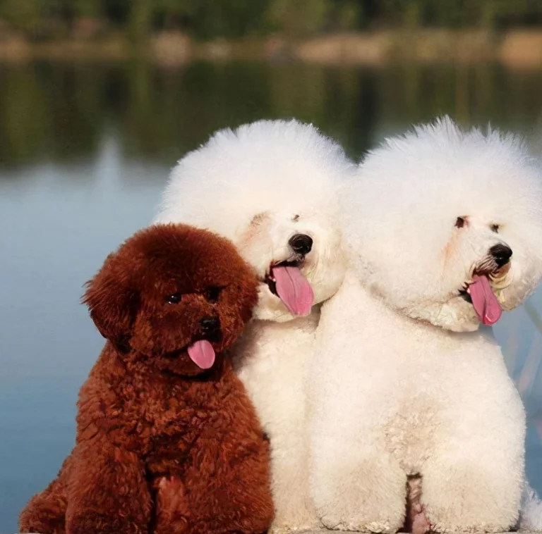 一岁狗狗犬瘟:及时防治,守护宠物健康