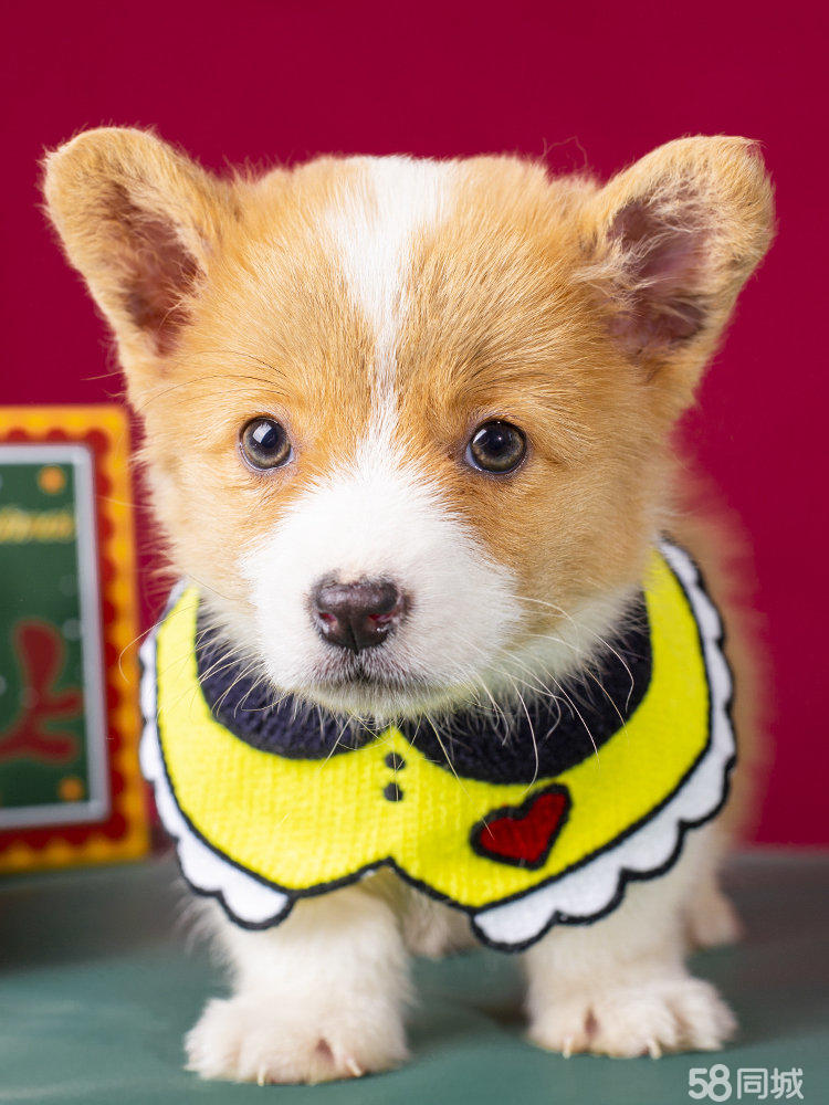 猫总吃不饱是什么原因?揭开背后的真相