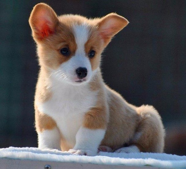 猫喝水叫是什么原因?揭秘猫咪的奇异行为