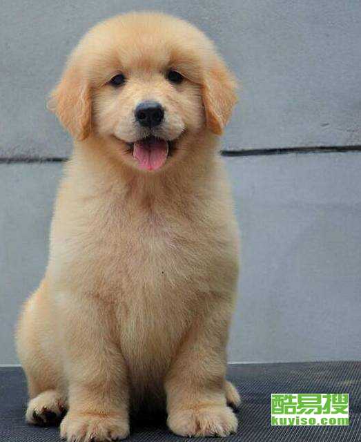 猫最后也死了——揭开宠物生命周期的秘密